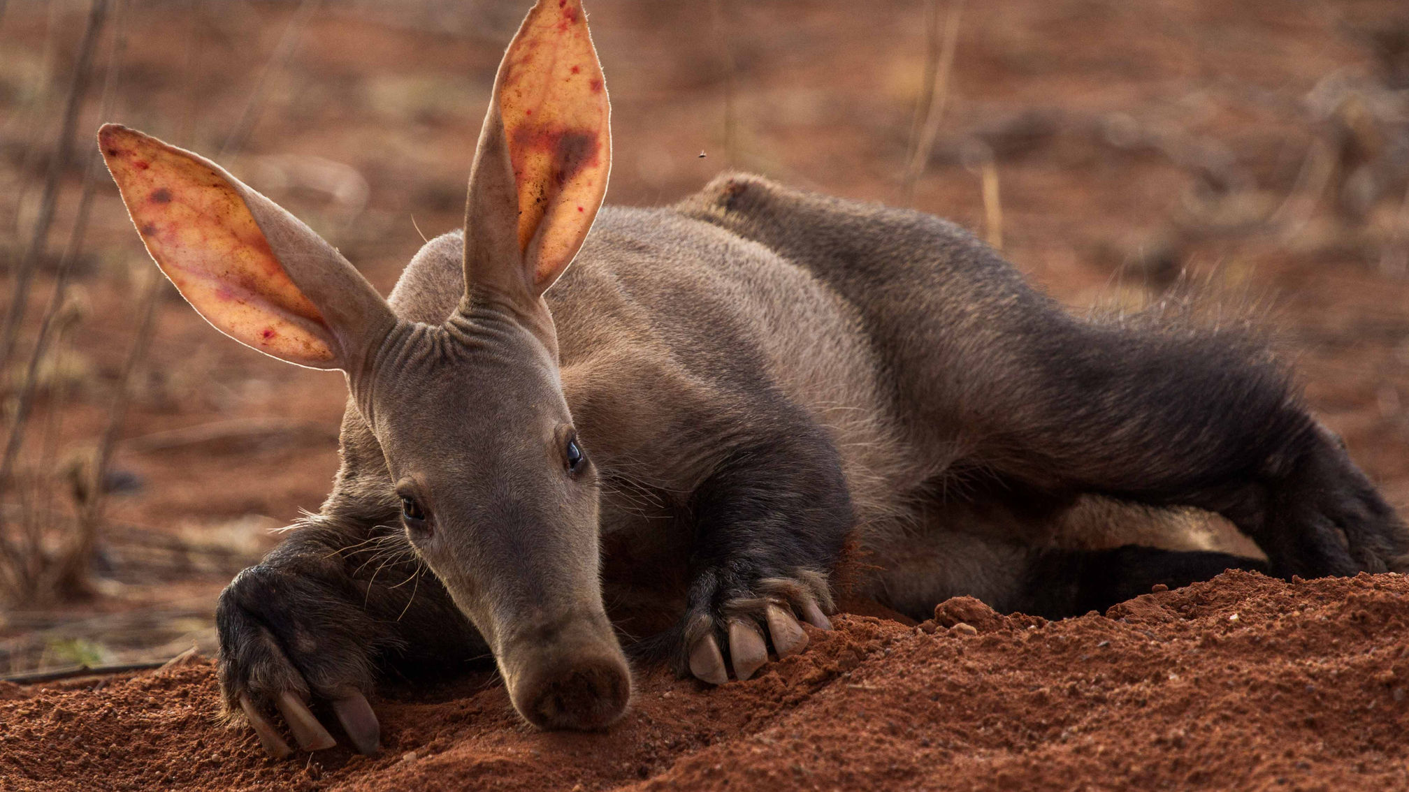 Aardvark Digging.mp4